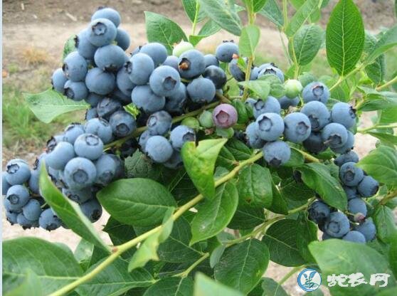蓝莓树