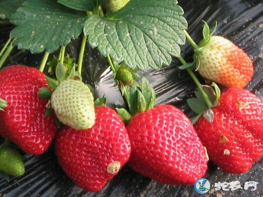 草莓种植