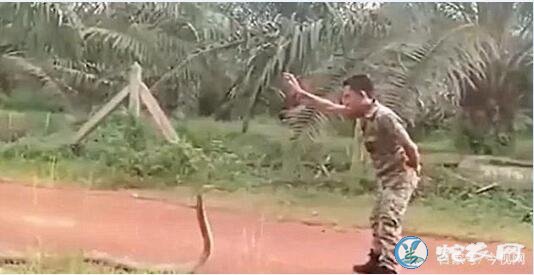 路遇四米眼镜王蛇“遛弯”！马来西亚小哥轻松驯服！