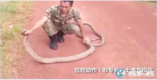 路遇四米眼镜王蛇“遛弯”！马来西亚小哥轻松驯服！