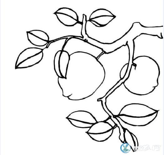 桃子图片