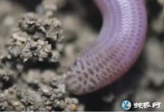 马达加斯加盲蛇有毒吗？