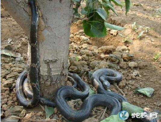 棕黑锦蛇能长多大