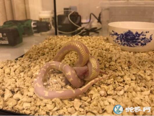 薰衣草王蛇介绍、薰衣草王蛇多少钱一条?