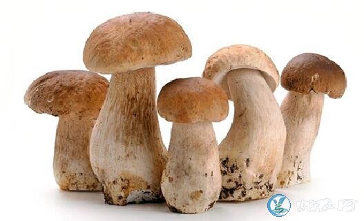 蘑菇的功效与作用