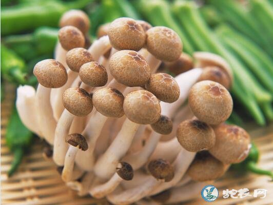 蘑菇的功效与作用