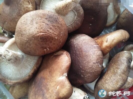 蘑菇的功效与作用