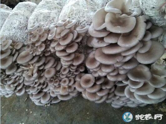 平菇图片