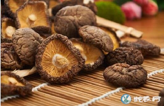 香菇功效
