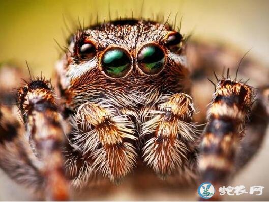 蜘蛛有几只眼睛