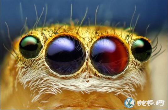 蜘蛛有几只眼睛