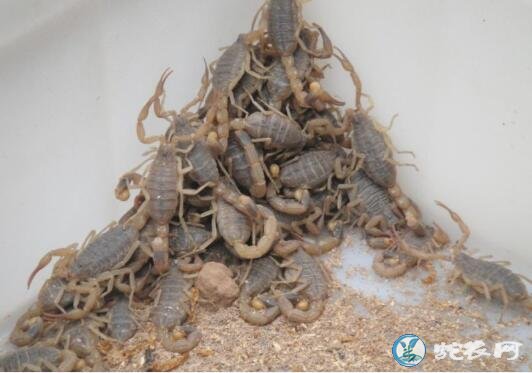 蝎子的养殖方法