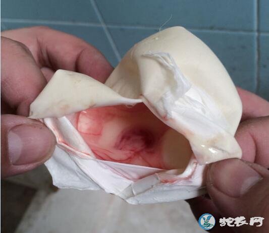 带您认识爬行动物的卵!