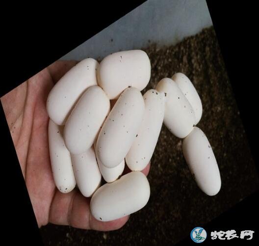 带您认识爬行动物的卵!