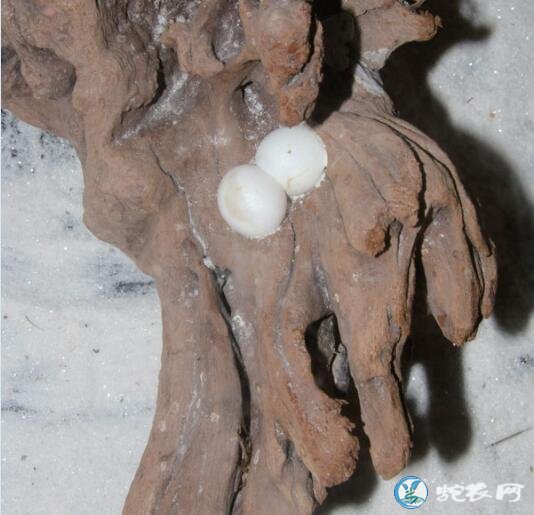 带您认识爬行动物的卵!