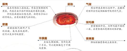 带您认识爬行动物的卵!