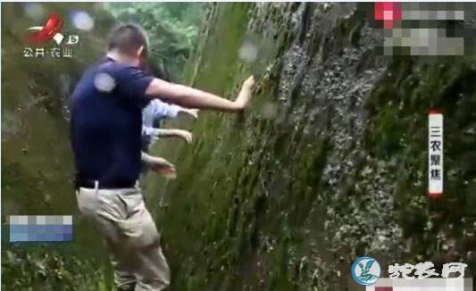 你知道野生铁皮石斛花价格吗?