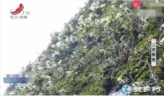 你知道野生铁皮石斛花价格吗?