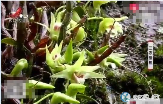 你知道野生铁皮石斛花价格吗?