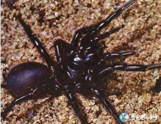 澳洲漏斗形蜘蛛