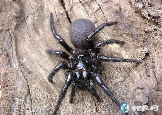 澳洲漏斗形蜘蛛