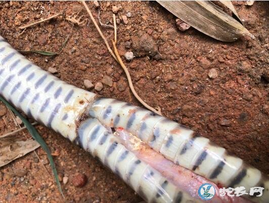 图说养蛇:一水律蛇种母蛇急性死亡解剖分析
