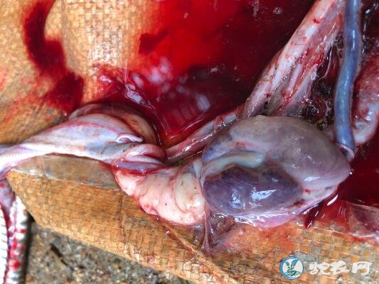图说养蛇:一水律蛇种母蛇急性死亡解剖分析