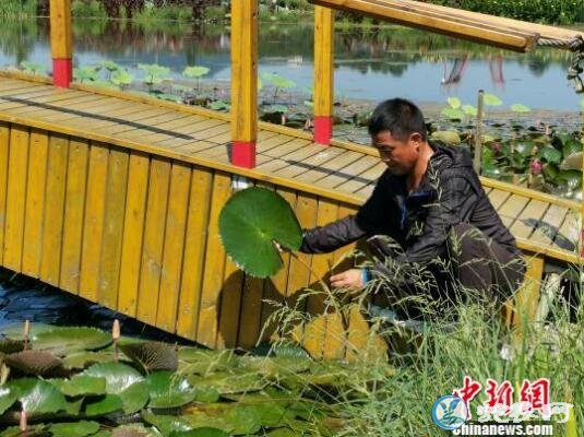 湖北农民梁智博自创鱼菜共生生态种养系统