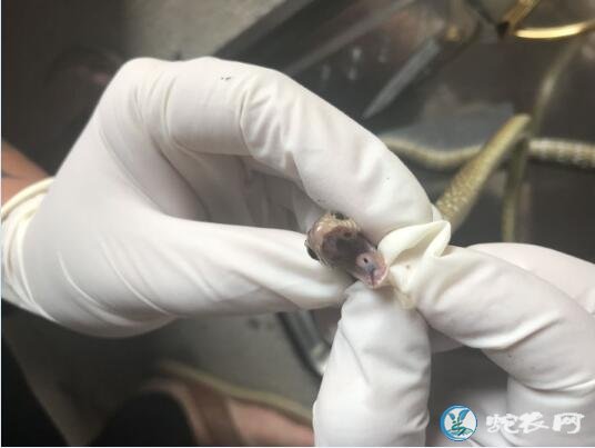图说养蛇:蛇友水律蛇苗急性肠炎解剖分享