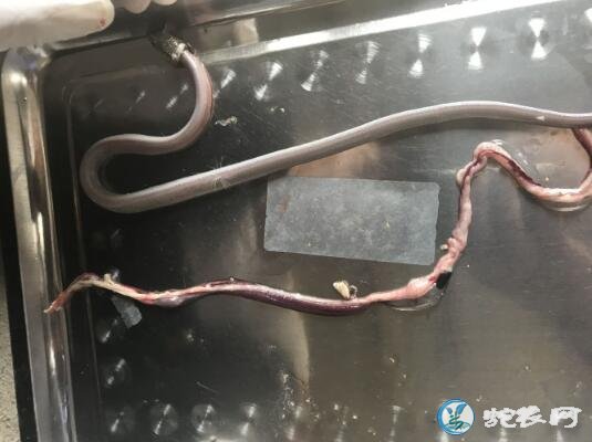 图说养蛇:蛇友水律蛇苗急性肠炎解剖分享