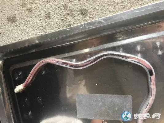 图说养蛇:蛇友水律蛇苗急性肠炎解剖分享