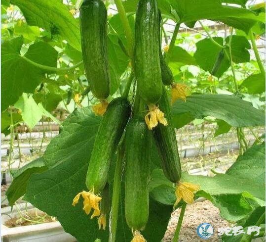 2019年8月4日黄瓜价格行情
