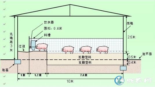 发酵床养猪