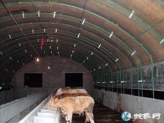 养牛大棚怎么建造图