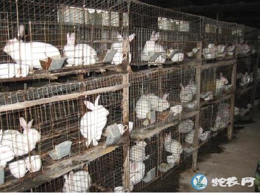 兔子怎么养殖