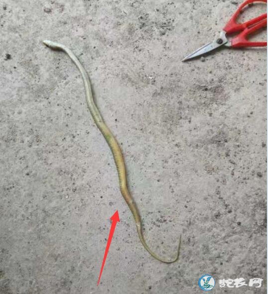 图说养蛇:养蛇场蛇苗开口期死亡原因分析!
