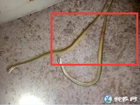 图说养蛇:养蛇场蛇苗开口期死亡原因分析!