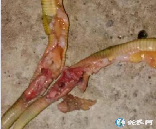 图说养蛇:养蛇场蛇苗开口期死亡原因分析!