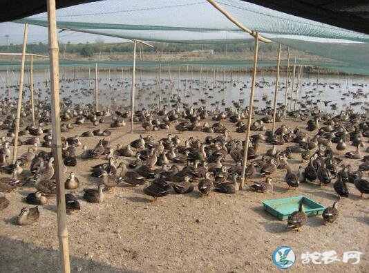 养鸭子利润怎么样?2019年养鸭还赚钱吗?