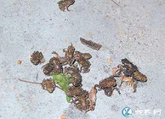 蛇苗开口用活蛙还是冻死蛙好