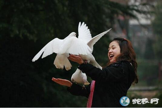 鸽子图片