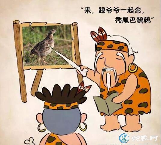 鹌鹑怎么读?