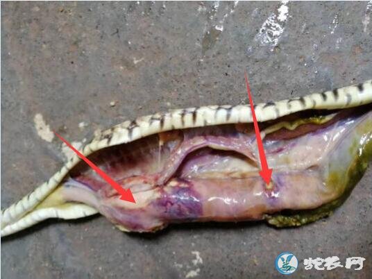 图说养蛇:蛇卡蛋还是肠炎