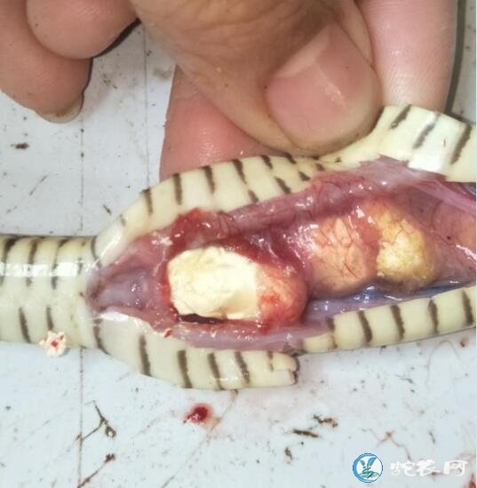 图说养蛇:蛇卡蛋还是肠炎