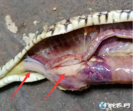 图说养蛇:蛇卡蛋还是肠炎