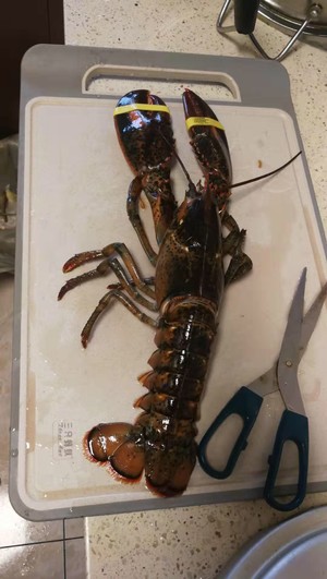 大龙虾介绍、大龙虾怎么做好吃