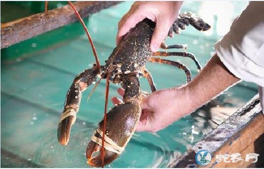 大龙虾介绍、大龙虾怎么做好吃
