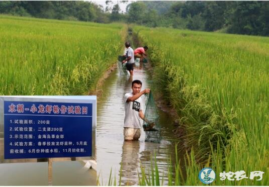 小龙虾图片