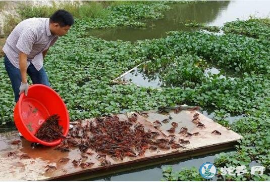 小龙虾图片