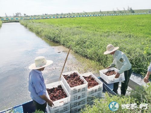 小龙虾价格“断崖式下跌”已过!小龙虾产业路会越来越平坦!